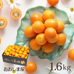 完熟フルーツ金柑1.8kg 送料無料 ＜ただいま一週間から二週間でお届け＞